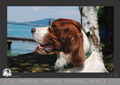 Das aktuelle Setter Kalender-Bild 05/2013