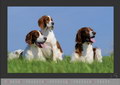 Das aktuelle Setter Kalender-Bild 5/2012