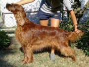 copyright by www.crawfordkennel.hu