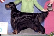 copyright by www.gordonsetter.com.au