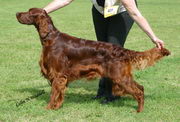 copyright by www.irishsetter.org.uk