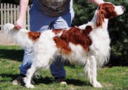 Copyright: shadow dog kennel
