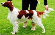 Copyright: shadow dog kennel