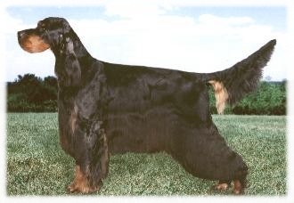 copyright by www.karrelenekennels.com