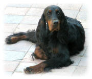 copyright by www.gordonsetter.com.au
