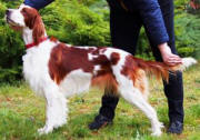 Copyright: shadow dog kennel