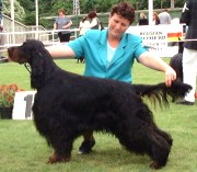 copyright by www.gordon-setter.ru