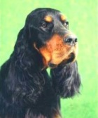copyright by www.gordonsetter.com.au