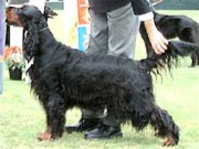 copyright by www.gordonsetter.com.au