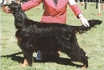 copyright by www.gordonsetter.com.au