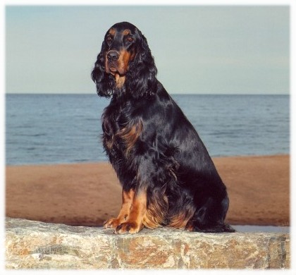 copyright by www.karrelenekennels.com