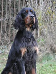 lacey
