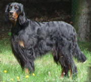 gordon-setter-zucht-foresters-xinia