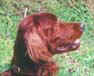 Baxter