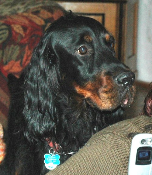 Angus