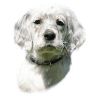 Infos �ber Tattersett Cloudy