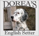 English Setter