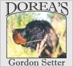 Gordon Setter