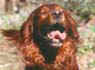 Josef