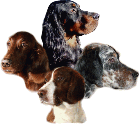 copyright by Österreichischer Setter Club