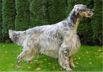 Bournehouse Stormy Sea "Pride" mit 2 Jahren
