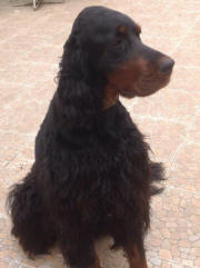 copyright by https://de-cinq-a-sept.chiens-de-france.com